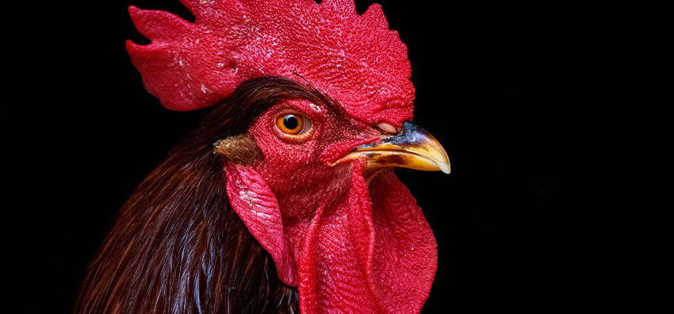 A play about the Barcelos rooster written by Pulitzer and Tony Prize winner